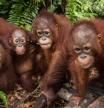 La población del orangután de Borneo pierde más de 100.000 ejemplares en solo 15 años