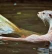 Nutrias en la costa: estudio de la curiosa invasión del litoral catalán por una especie de agua dulce