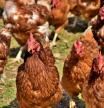 Decenas de pollos y gallinas salvajes están aterrorizando a los vecinos de un barrio en Nueva Zelanda