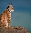 Historia del lince en Catalunya: cuándo y por qué desapareció la especie vetada por Revolta Pagesa