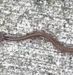 La explicación al video viral de la extraña serpiente de cabeza plana encontrada en Escocia