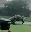 Un enorme cocodrilo se pasea por un campo de golf de Florida