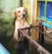 ‘Súbete con nosotros, hijo’: el emotivo rescate de un perro atrapado en las inundaciones de México