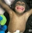 El tierno momento en el que un bebé chimpancé se ríe por primera vez