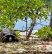 Una tortuga gigante en el atolón de Aldabra