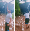 Arrasa en TikTok convirtiendo su granja de gallinas en ‘Los Vengadores’ y el ejército de ‘300’