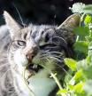 Gato mordisqueando una planta nepeta (Nepeta cataria) o hierba gatera.
