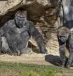 Gorilas de la manada del zoo de San Diego que han dado positivo en Covid-19.