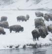 Bison group in winter, Yellowstone National Park, Wyoming, USA