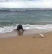 La explicación al vídeo viral del pez que escapa de una foca dando increíbles saltos por la playa