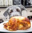 Funny photo of a bad dog with paws on kitchen counter looking at a roasted chicken with big excited eyes