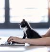 Shot of a pretty little cat looking the laptop while its owner working with him at home.