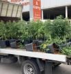 Las plantas de marihuana descubiertas en Gavà