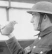 Un soldado británico con una paloma mensajera, en 1917