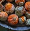 Naranjas con moho en un frutero