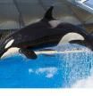 La orca Skyla en una de las piscinas de Loro Parque, en Tenerife