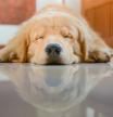 Sleeping Dog (Golden Retriever)