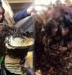 La mujer que se gana la vida rescatando abejas con las manos y sin ninguna protección
