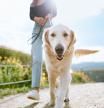 A Golden Retriever gets close up and personal with the camera while outdoors walking with his owner in a Los Angeles county park in California on a sunny day. Relaxation exercise and pet fun at its best.