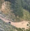 Graban el peligroso ataque de un oso a un ciclista en plena competición en la montaña