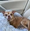 Encuentran una familia para Prancer, el chihuahua al que nadie quería adoptar