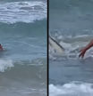 Una madre graba el angustioso momento en el que su hija de 6 años se encuentra con un tiburón