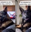 La curiosa reacción de un perro policía jubilado cuando escucha a su dueño hablar de drogas