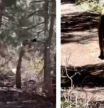 Un turista logra escapar de un puma tras cinco minutos de lenta y tensa persecución