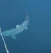 Graban a un tiburón gigante que recuerda al extinto megalodón rodeando un crucero con pasajeros