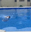 El ingenioso truco de una perrita para entrar y salir de la piscina a su antojo