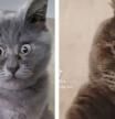 Fedia, el gato ruso que siempre tiene cara de sorpresa y que ha encandilado a las redes