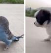 LV_La tierna amistad entre un cachorro y un periquito que está enamorando a Internet