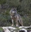 Lobo ibérico en el norte de España