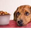 Descubren bacterias resistentes a los antibióticos en comida para perros