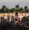 A family pray for their relative next to the grave at the burial site for the Covid-19 coronavirus victims at Keputih cemetery in Surabaya, East Java on July 17, 2021. (Photo by JUNI KRISWANTO / AFP)