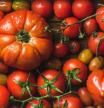 Lv Los 10 Errores Que Cometes Al Elegir Tomates