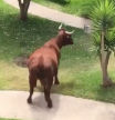 Una vaca retinta se cuela en una urbanización de Tarifa y siembra el pánico entre los vecinos