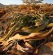 Welwitschia planta desierto