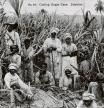 (Original Caption) No. 29. Cutting Sugar Cane. Jamaica. (Photo by �� Rykoff Collection/CORBIS/Corbis via Getty Images)