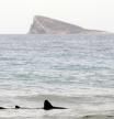 Un ejemplar de tintorera, un tipo de tiburón, ha aparecido desorientado este jueves en aguas de la playa de Poniente de la turística ciudad de Benidorm y, como medida de prevención, se ha cerrado o restringido al baño una zona concreta de ese lugar hasta que sea capturado o devuelto a alta mar.