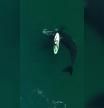 LV_Una ballena de más de 10 metros juega con una turista haciendo paddle surf