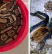 Un casero encuentra 19 tarántulas ilegales y una pitón después de que su inquilino abandone el piso