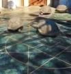 Resuelto el misterio del vídeo viral de tortugas corriendo que ha revolucionado Internet