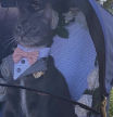 Un gato hace de padrino en una boda y su elegante atuendo conquista a miles de personas