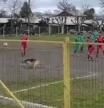 Un perro irrumpe en un partido de fútbol y consigue marcar un golazo