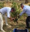 Andrés Pedreño corta el primer racimo de Monastrell en Torre Juana, una de las fincas de la huerta alicantina donde se cultivó históricamente.