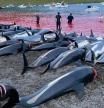 Dramática matanza de 1.428 delfines en una sola noche en las islas Feroe