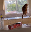 El truco viral y definitivo para que los gatos no se suban nunca más a las encimeras de la cocina
