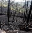 Zonas quemadas por el incendio de Sierra Bermeja, en el área de Puerto de Peñas Blancas a 14 de septiembre 2021 en Estepona (Málaga) Andalucía
14 SEPTIEMBRE 2021
Álex Zea / Europa Press
14/09/2021