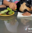 Intenta enseñar que su perro es vegetariano “por elección” pero la demostración le sale mal